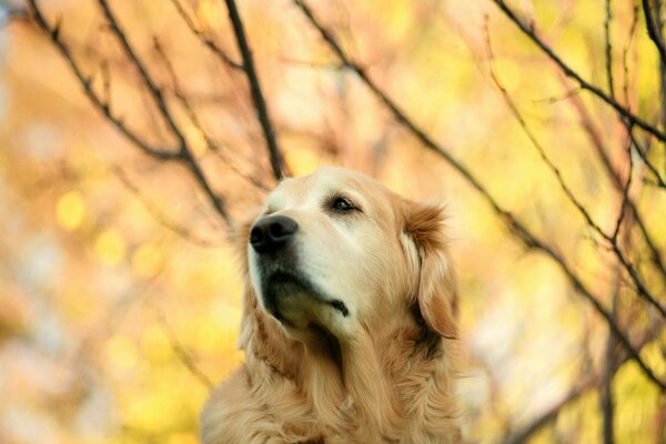 Perro caminando en el parque de otoño