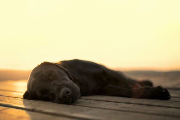 A tired dog is lying on wooden boards