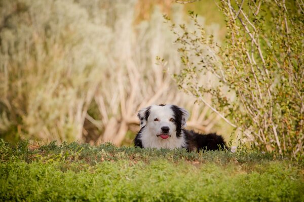 The dog is lying on the green grass
