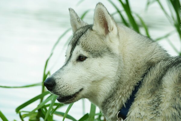 Husky auf dem Hintergrund des Meeres