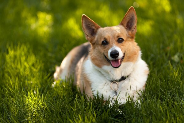 Ein Hund mit einem fröhlichen Blick auf dem Rasen