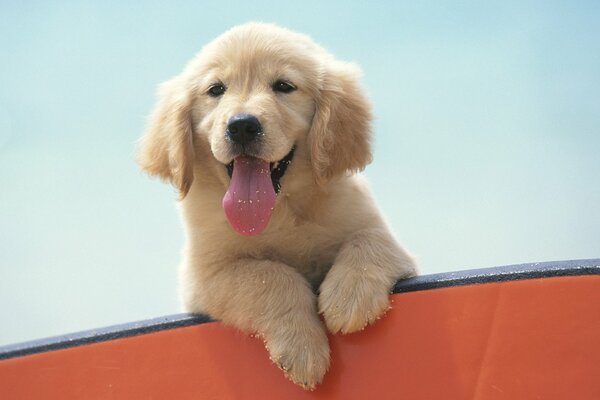 Cucciolo di Labrador. Umore allegro