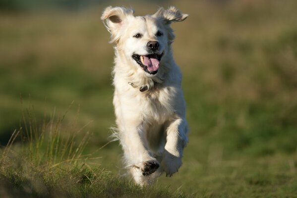 El perro corre por el campo con un hocico contento