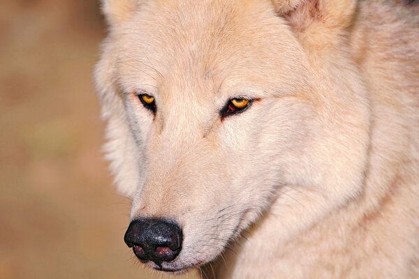 El lobo blanco espera a su líder