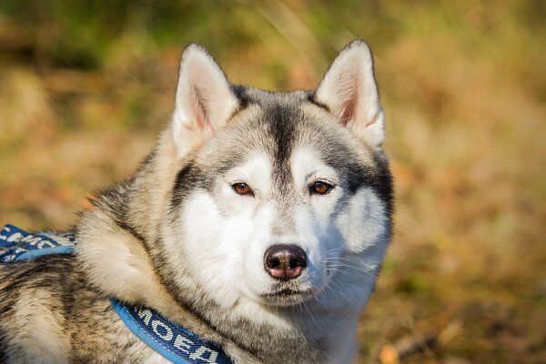 Chien Malamute est un très bel ami de l homme