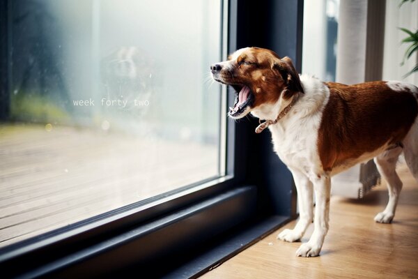 The dog is at the window. The dog yawns