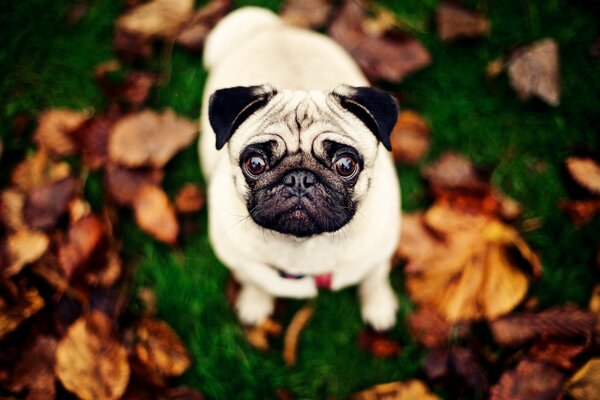 Pug en el fondo de las hojas