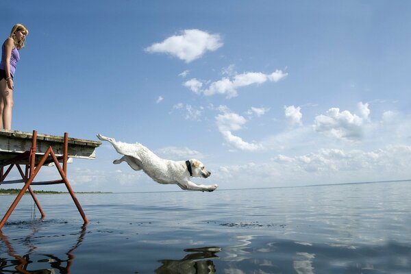 Dog jumps into the water from the bridge