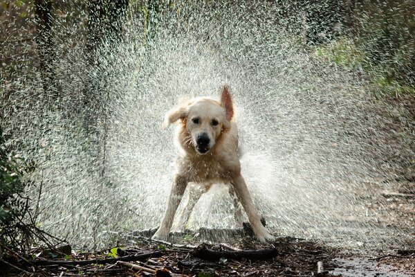 Cane in gocce d acqua