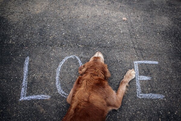 A dog lying on the asphalt