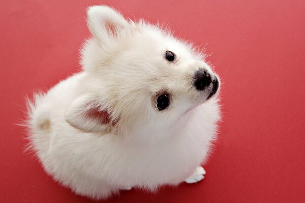 Divertido cachorro blanco sobre fondo rojo
