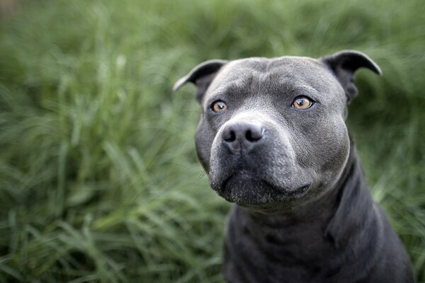 Chien gris regarde attentivement