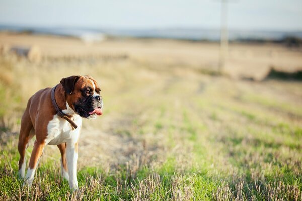 Sul campo, il cane sporge la lingua