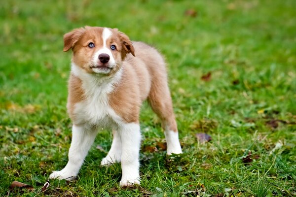 Chiot sur la pelouse verte