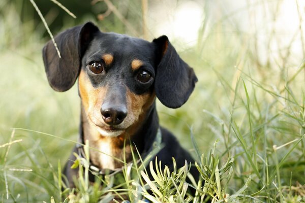 La mirada inteligente de un Dachshund lindo