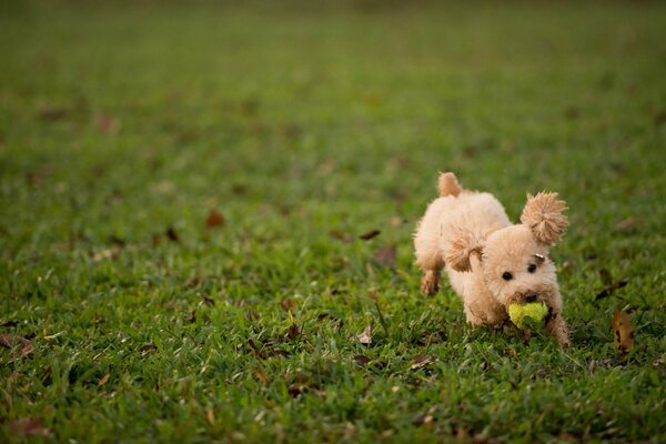Fluffy dog playing on the lawn
