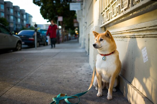 Perro con correa esperando al dueño