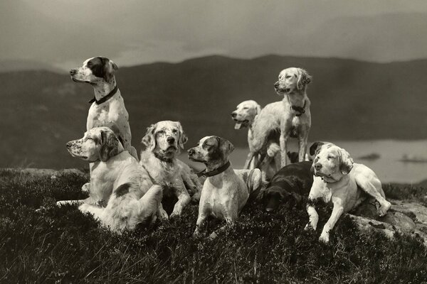 Dogs relax on the grass in nature