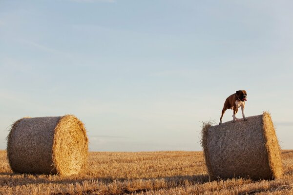 Chien dans une botte de foin