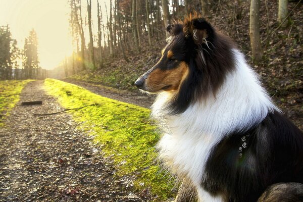 Morning walk with a loyal friend