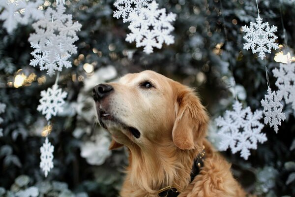 Cagnolino su uno sfondo di fiocchi di neve bianchi artificiali