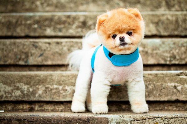 Mignon petit chien dans un collier bleu
