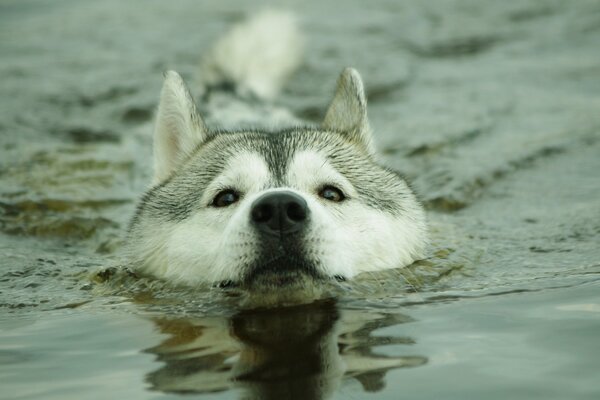 Husky pływa po spokojnej rzece