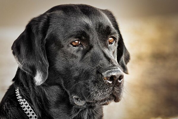 Cane brutale che guarda in lontananza