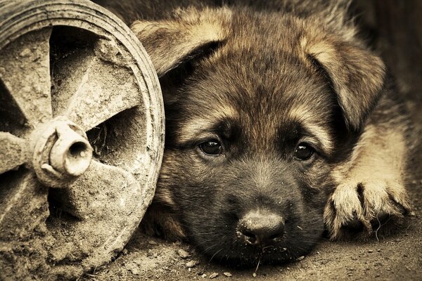 La mirada triste de un cachorro acostado