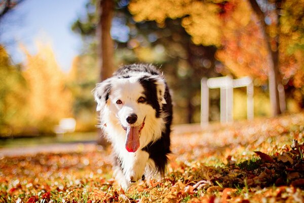 Black and white dog in autumn leaf fall