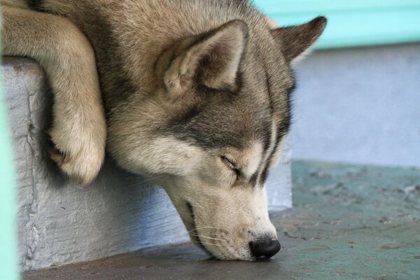 Funny husky fell asleep with his muzzle on the floor