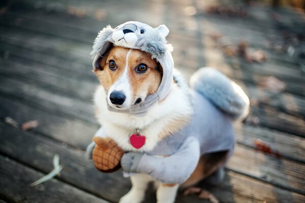 Cute dog in a squirrel costume