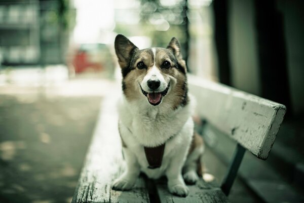 Chien souriant assis sur un banc