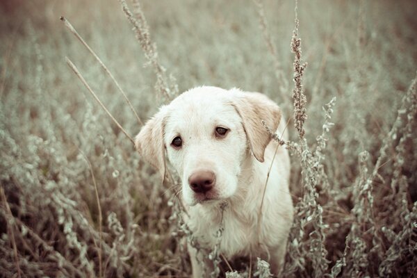 Regard triste d un chien dans un champ