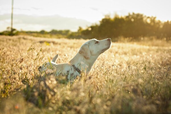 Labrador sentado en un campo iluminado por el sol