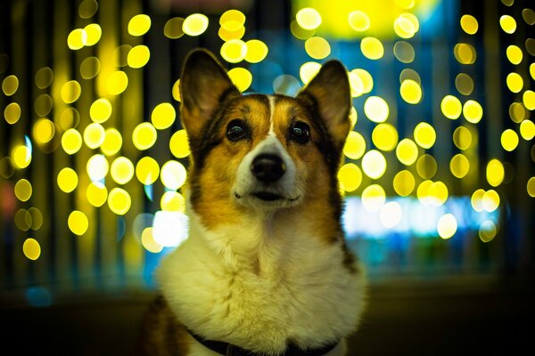 The look of a dog against a background of yellow lights
