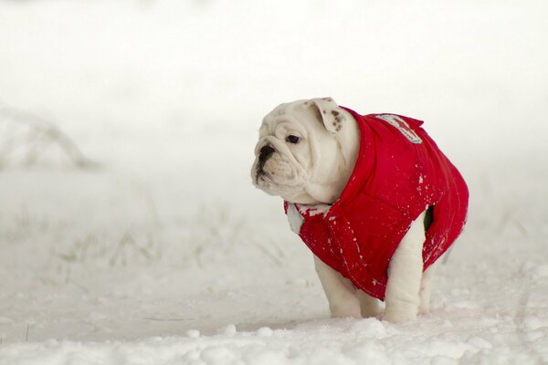 Weißer Hund in roter Jacke