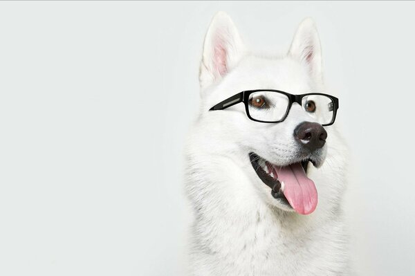 A husky with glasses looks into the distance