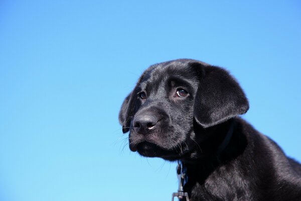 A black dog with a sad look