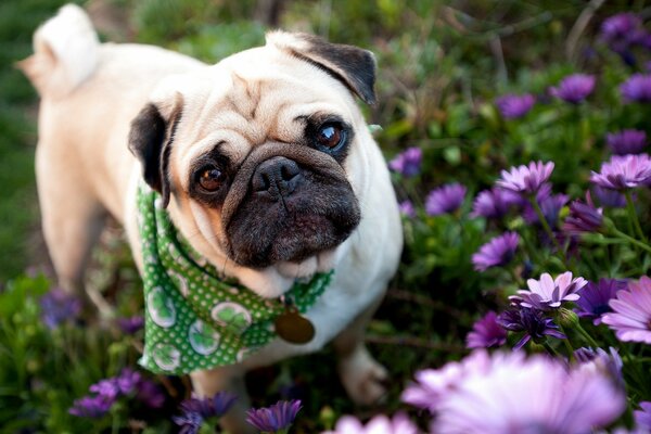 Ein Mops in hellen lila Farben