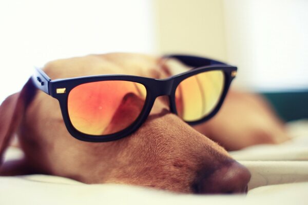 Perro de raza Dachshund duerme con gafas