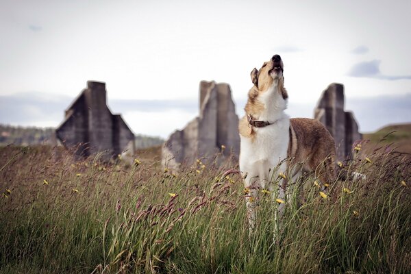 Dog on the background of rocks in the field