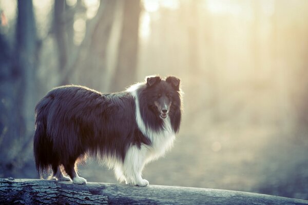 Chien posant sur une promenade dans la forêt