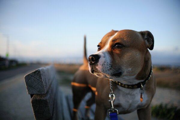 Hund draußen im Feld