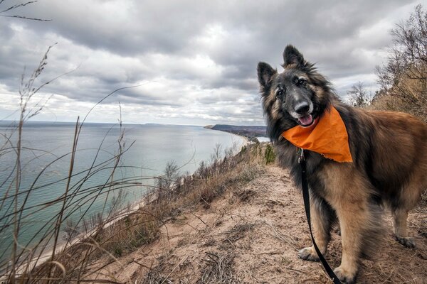 Chien avec laisse près du lac