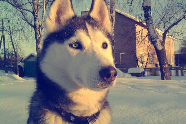 Mignon Husky dans le jardin d hiver