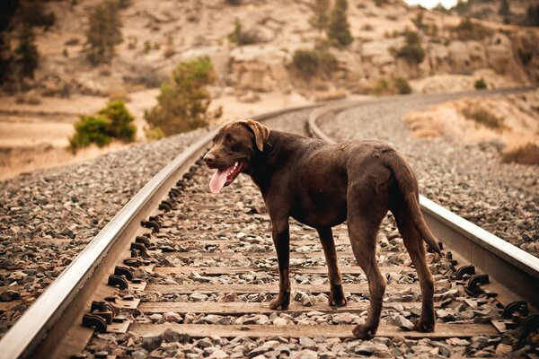 Rieles y durmientes. perro en el campo