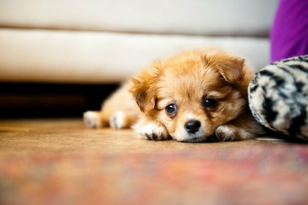 The sad look of a small dog