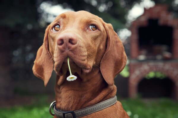 Portrait of a dog with a flower