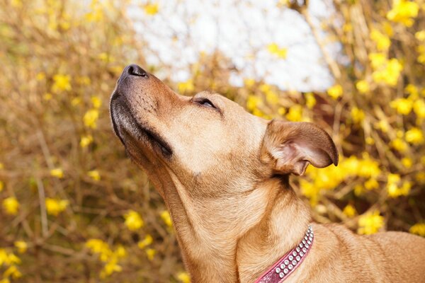 A dog in a collar is blown by the wind